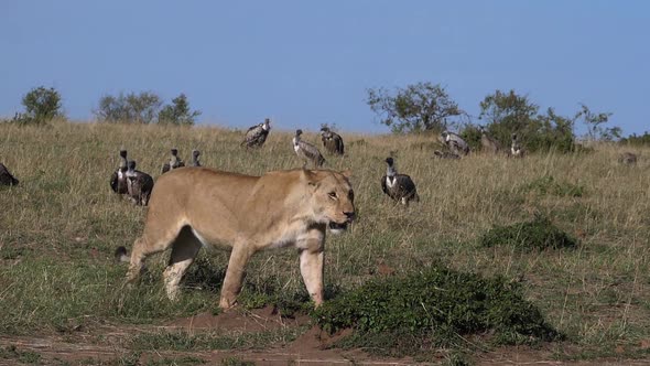 980397 African Lion, panthera leo, Female with a Kill, Vultures, Black-backed jackal ,Masai Mara Par