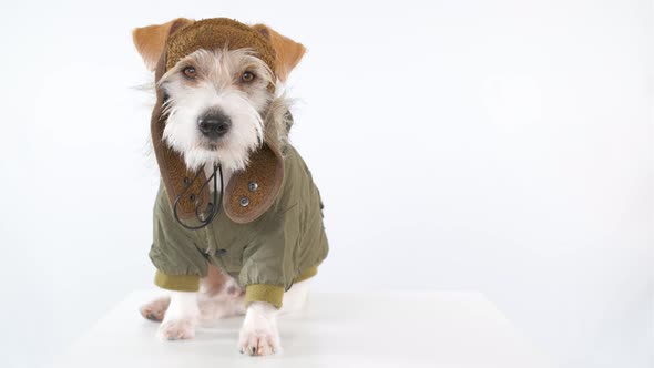 Jack Russell Terrier is sitting on a table dressed as a pilot and tanker