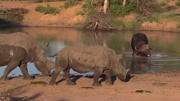 A Rhino and calf walk along the edge of a waterhole as a Cape Buffalo wades in the water in the back