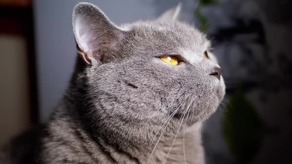 Closeup Portrait of a Gray Fluffy British Cat Looking Up in the Sunlight
