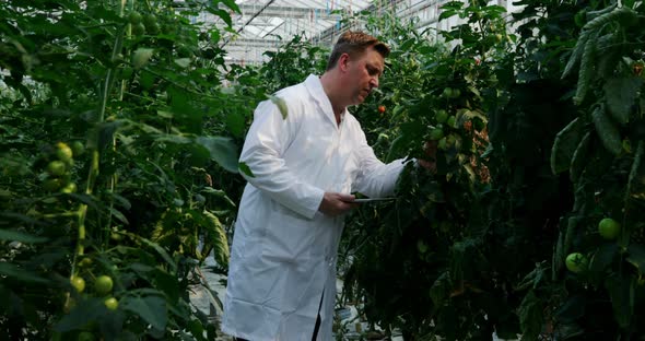 Scientist with digital tablet examining plants in the greenhouse 4k