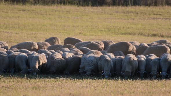 A flock of sheep in a meadow. Rural landscape