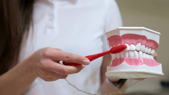 Smiling female dentist explains how to brush your teeth
