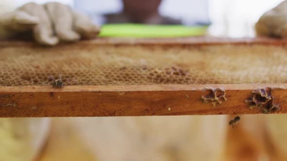 Caucasian male beekeeper in protective clothing inspecting honeycomb frame from a beehive