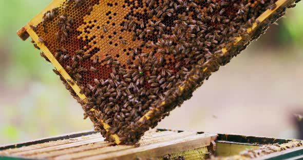 Closeup Beehive Frame with a Lot of Bees Honeycombs Wax Propolis Standing with the Bottom Corner on