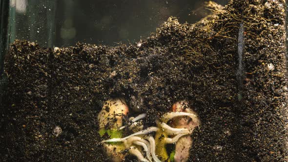 Time Lapse A Bean Grain Sprouting Roots in the Ground