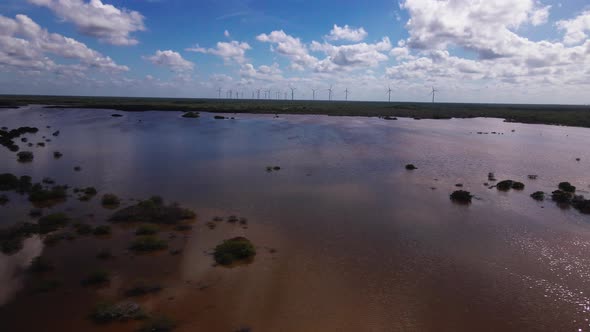 Mongrove of Yucatan, southern mexico