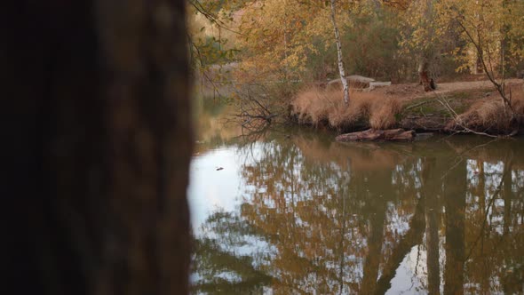 Slide Reveal Of Lake / Pond In Autumn / Fall