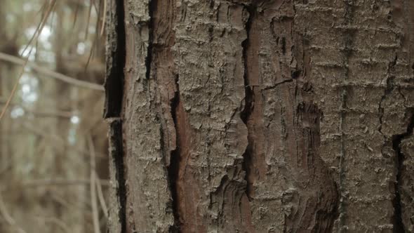 Peeling Bark on a Tree in a Forest, Close Up Handheld.