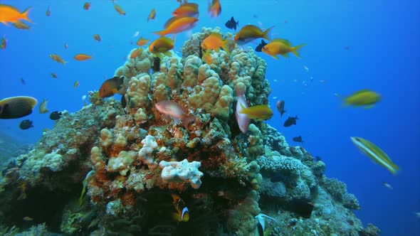 Tropical Marine Colorful Fish