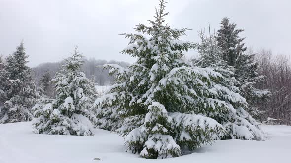 A Small Meadow Covered with Snow and Surrounded By Fir Trees in Foggy Weather in the Carpathian