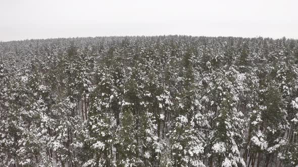 Cinematic Flight To The Top Of The Trees In The Forest