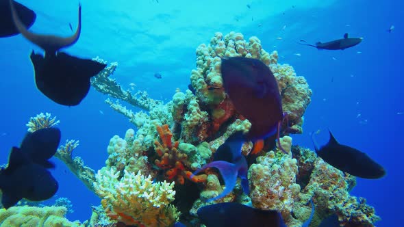 Underwater Fish Tropical Reef Marine