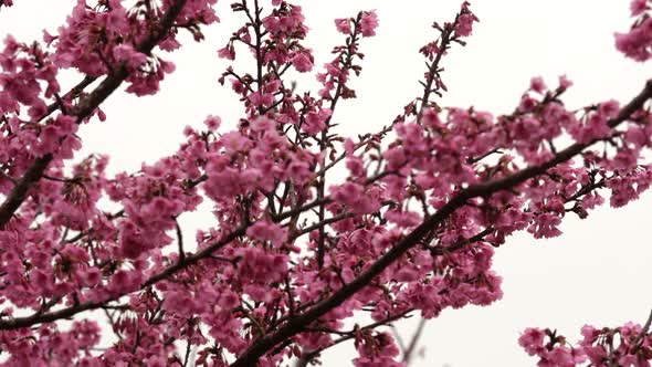 Sakura On White Background