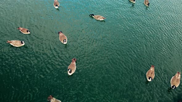 Aerial shot top view on flock of mallards swimming on greenish lake