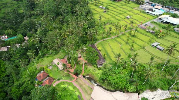 aerial circling tropical rice field terrace in lush green nature of ubud bali indonesia