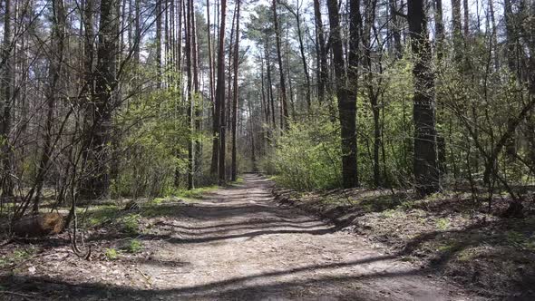 Aerial View of the Road Inside the Forest