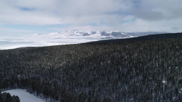 Forest Winter