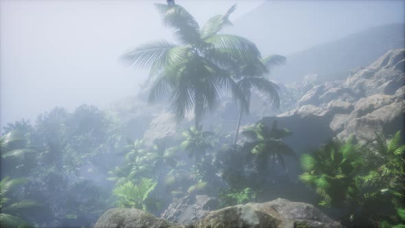 Sunset Beams Through Palm Trees alt