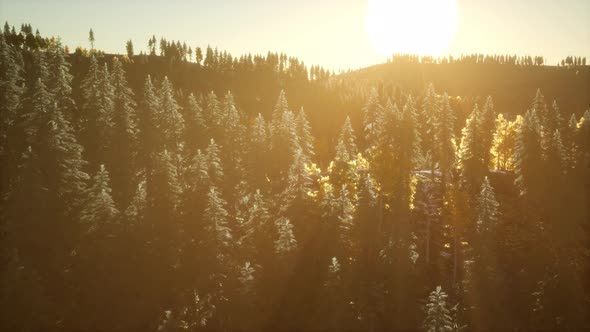 Sunrise in Autumn Forest alt