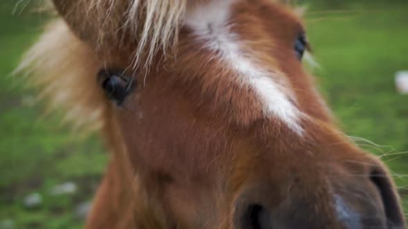 Closeup of inquisitive Shetland Pony having its head stroked