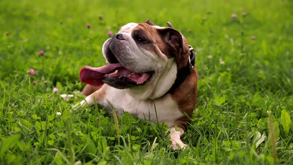 Young Male English Bulldog Portrait Lying on the Grass and Breathing with Open Mouth