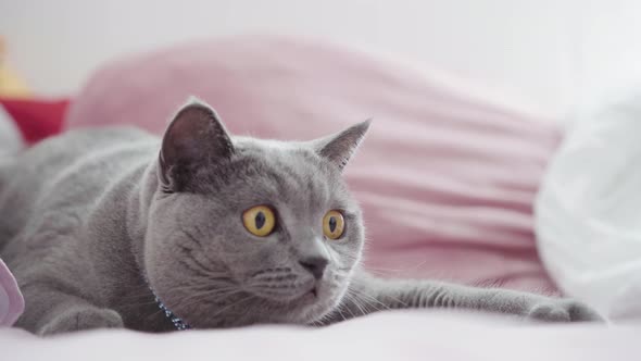 Cute Gray Cat Looking at Hand of Owner on Floor at Home