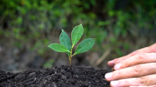 Senior Hand Growing Caring a Young Tree Sprout