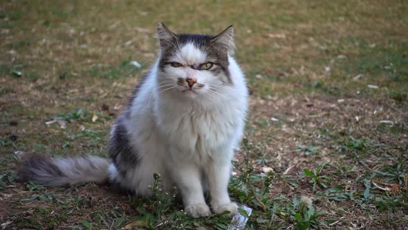 Lazy Stray Cat Looking Curious At The Camera