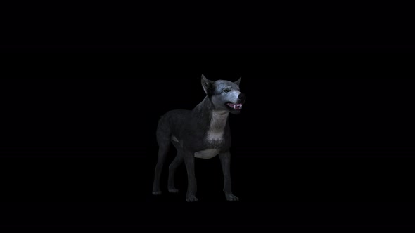 4K Wolf Idle