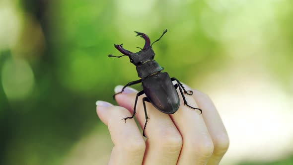 Stag Beetle in Hand