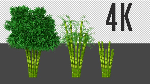 Bamboo Tree Growing 