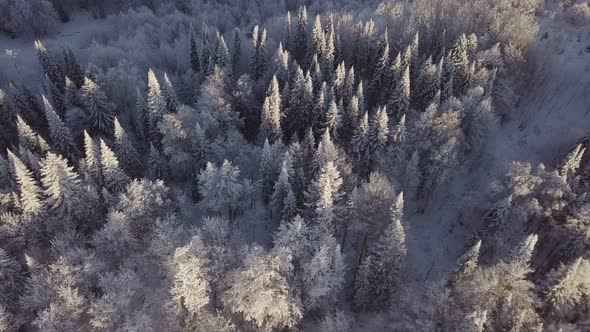 Pine Forest Under Snow in Winter. Aerial View of Coniferous Fir Trees