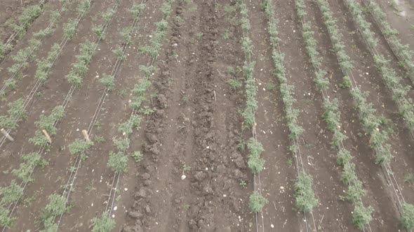 Aerial drone view flight over different agricultural fields sown in Samegrelo, Georgia