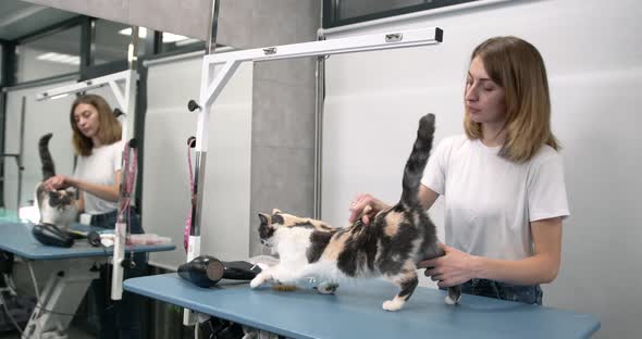 Groomer Brushing Cute Funny Cat in Salon