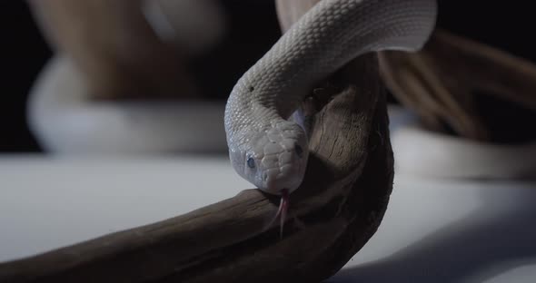 View of the Head of an Opal Corn Snake Crawling on a Tree Branch Danger