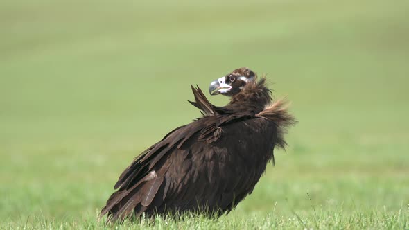 A Free Wild Vulture Bird in Natural Habitat of Green Meadow