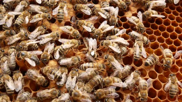 A Lot of Bees Crawl Along the Honeycombs on the Frame in the Hive in the Apiary