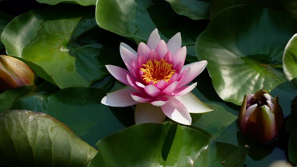 4K video Lotus flower. Close up Water lily. Hand woman