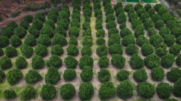 Citrus fruit plantation. Agriculture concept