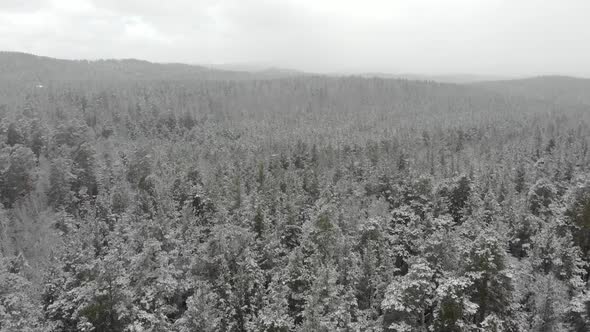 Top Down Aerial View of Snow Covered Forest