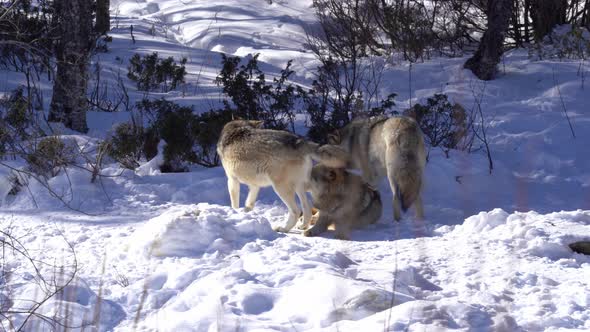 Three grey wolves keep together on a cold winter day in Norway nature - Wolves relaxing in snowy lan