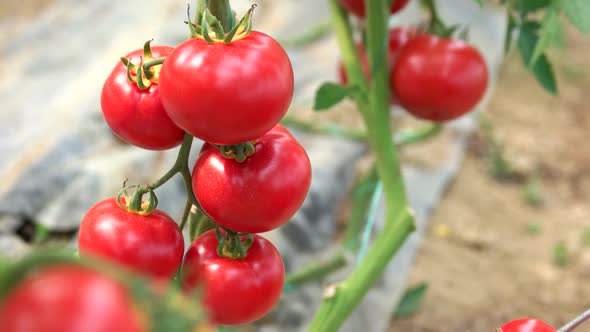Ripe Tomatoes Growing on the Branches