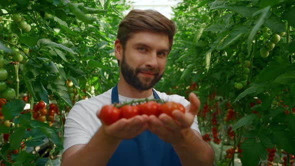 Farm Worker Showing Red Organic Tomatoes Among Green Plants in Greenhouse