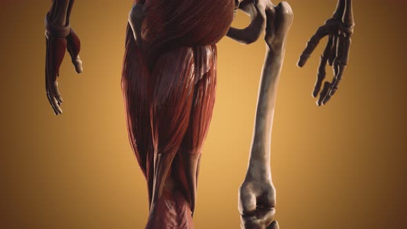 Muscular and Skeletal System of Human Body