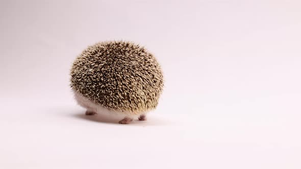 hedgehog on white background spun around by human hand during photoshoot cute as heck