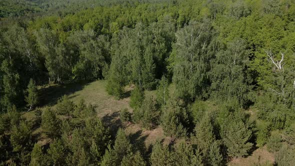A bird's eye view of the summer forest