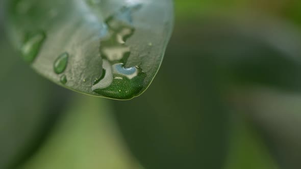 Water Drops on a Leaf 108