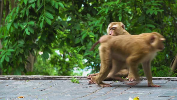 Monkey Sits in A Jungle Near a Road, Tropical Forest