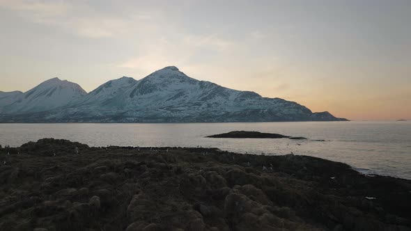 Flock of birds resting and flying over the shore of Kvaløya, Tromsø. Northern Norway. 4K drone. Slo